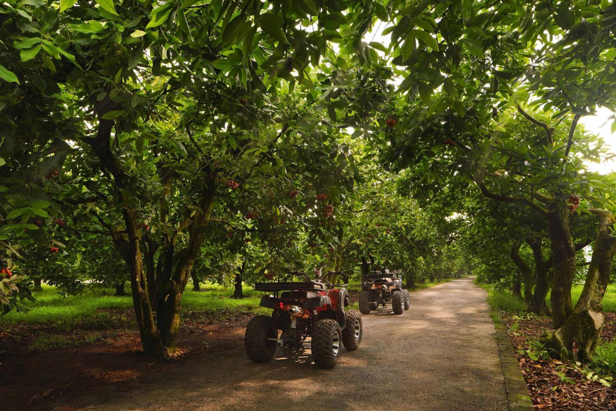 The Westin Desaru Coast Resort Kültér fotó Chestnut trees in the UK